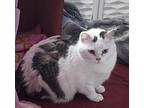 Thelma - In Foster Domestic Shorthair Adult Female