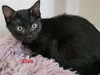 Ziva (24-329) Domestic Shorthair Kitten Female