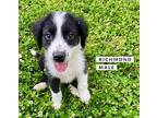 Richmond Mixed Breed (Medium) Puppy Male