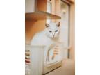 73184a Mimi Marshmallow Domestic Shorthair Adult Female