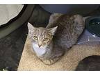 Willie Domestic Shorthair Kitten Male