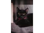 72301A Shadow-Pounce Cat Cafe Domestic Shorthair Adult Female