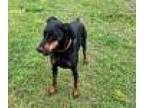 Kobe Doberman Pinscher Adult Male