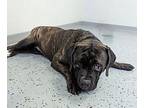 Baby Cane Corso Adult Female