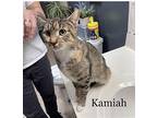 Kamiah (24-136) Domestic Shorthair Adult Female