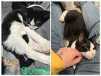 Goose Domestic Shorthair Young Male