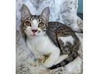 Jubilee Domestic Shorthair Kitten Female