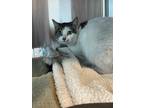 Melly Domestic Shorthair Young Female