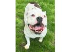 Andy American Pit Bull Terrier Adult Male