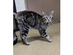 Prince Domestic Shorthair Adult Male