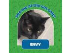 Envy Domestic Shorthair Adult Female