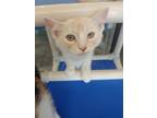 Electron Domestic Shorthair Young Male