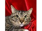 CJ Domestic Shorthair Adult Male