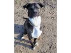 Cooper aka: Crunch American Pit Bull Terrier Young Male