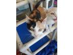 Proton Domestic Shorthair Young Female