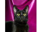Scrunchie Domestic Shorthair Young Female