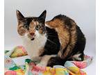 Patches XI Domestic Shorthair Kitten Female
