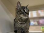 Fable Domestic Shorthair Adult Female