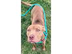 Alfred American Pit Bull Terrier Adult Male