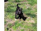Dylan Mountain Cur Puppy Female