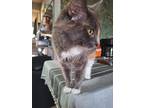 Tomo Domestic Shorthair Young Female