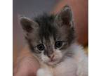 Mooney Domestic Mediumhair Kitten Male