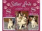Sadie & Selena American Shorthair Kitten Female