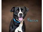 Rocco Young Male