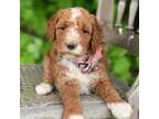 Mutt Puppy for sale in Wooster, OH, USA