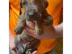 Great Dane Puppy for sale in Waterford, PA, USA
