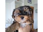 Yorkshire Terrier Puppy for sale in Fort Collins, CO, USA