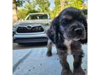 Cocker Spaniel Puppy for sale in Piedmont, SC, USA