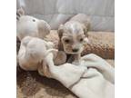 Cocker Spaniel Puppy for sale in Piedmont, SC, USA
