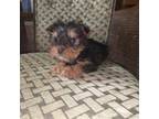 Yorkshire Terrier Puppy for sale in Dunlap, TN, USA