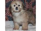 Mutt Puppy for sale in West Chicago, IL, USA
