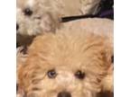 Poodle (Toy) Puppy for sale in Adrian, MI, USA