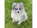 Pomeranian Puppy for sale in Lamar, MO, USA