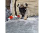 Pug Puppy for sale in New Haven, IN, USA
