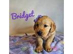 AKC Bridget