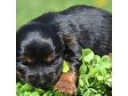 Yorkshire Terrier Puppy for sale in Kendallville, IN, USA