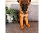 German Shepherd Dog Puppy for sale in Morrisville, MO, USA