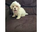 Shih-Poo Puppy for sale in Chapel Hill, NC, USA