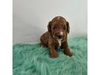 Cavapoo Puppy for sale in Camden, MI, USA