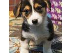 Pembroke Welsh Corgi Puppy for sale in Austin, CO, USA