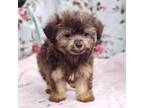 Poodle (Toy) Puppy for sale in Elizabethton, TN, USA