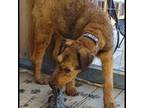 Airedale Terrier Puppy for sale in Fernley, NV, USA