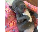 American Staffordshire Terrier Puppy for sale in Tacoma, WA, USA