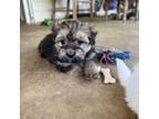 Mutt Puppy for sale in Camden, TN, USA