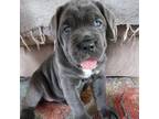 Cane Corso Puppy for sale in New Port Richey, FL, USA