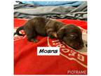 Dachshund Puppy for sale in Mobile, AL, USA